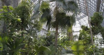 Berliner Institutionen retten bedrohte Wildpflanzen auf der Pfaueninsel Berliner Institutionen retten bedrohte Wildpflanzen auf der (Foto: I. Haas, Botanischer Garten und Botanisches Museum Berlin)